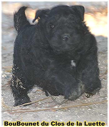 DU CLOS DE LA LUETTE SITE WEB ELEVAGE DU CLOS DE LA LUETTE SPECIALISE POUR LE BOUVIER DES FLANDRES COPYRIGHT DEPOSE